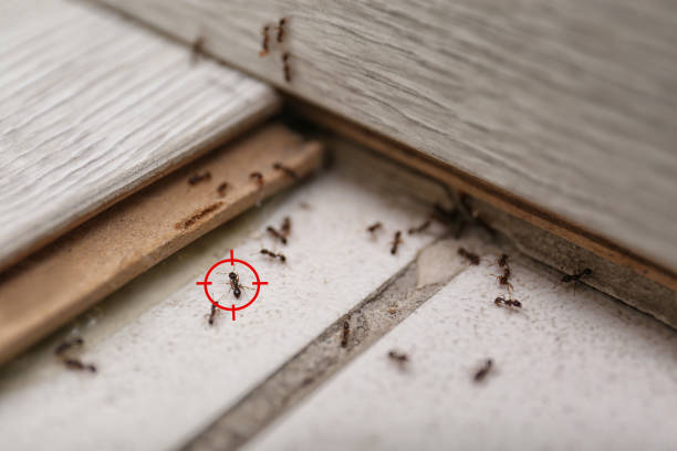 Best Pest Control Near Me  in Walled Lake, MI