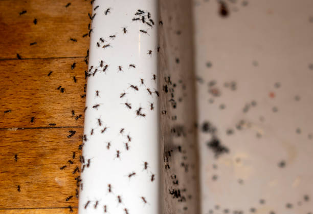 Pest Control for Restaurants in Walled Lake, MI
