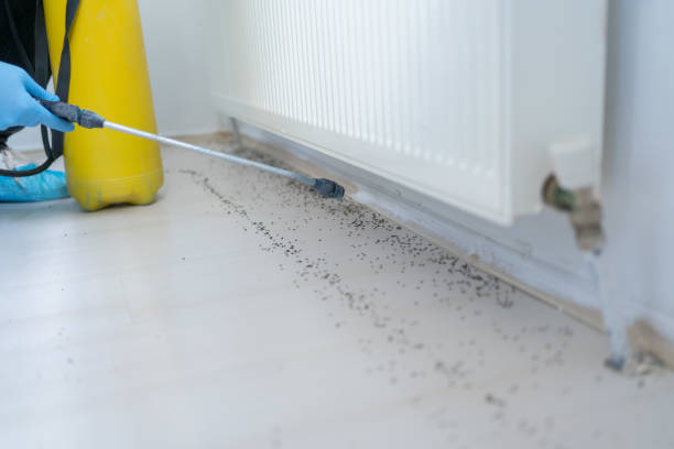 Best Termite Control Services  in Walled Lake, MI
