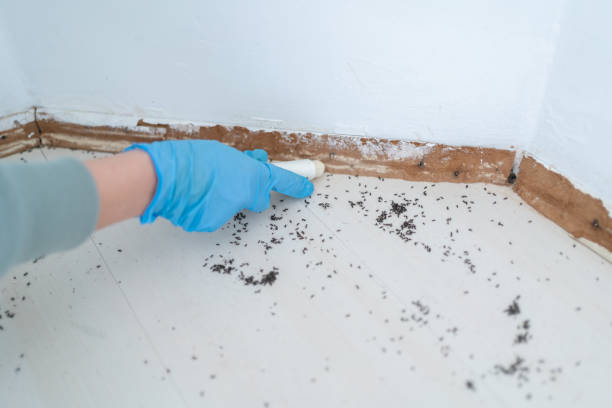 Best Cockroach Control Services  in Walled Lake, MI